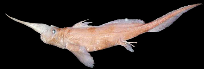 Rhinochimaera atlántica_03.jpg